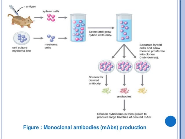 application of monoclonal and polyclonal antibodies